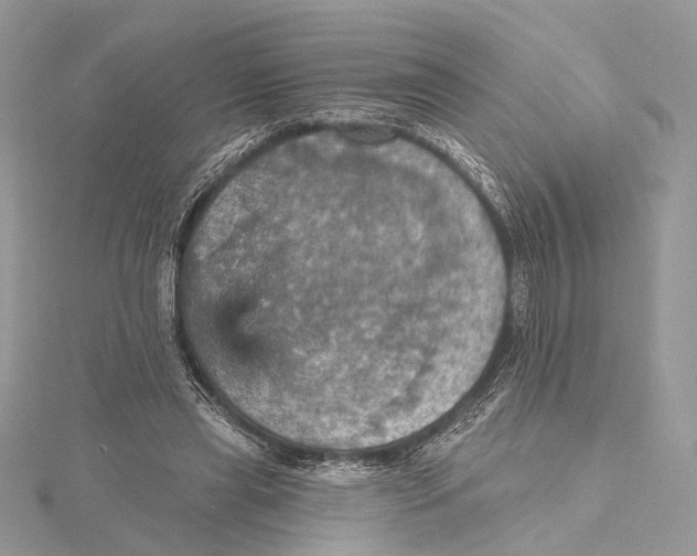 X0000115450445200912021009