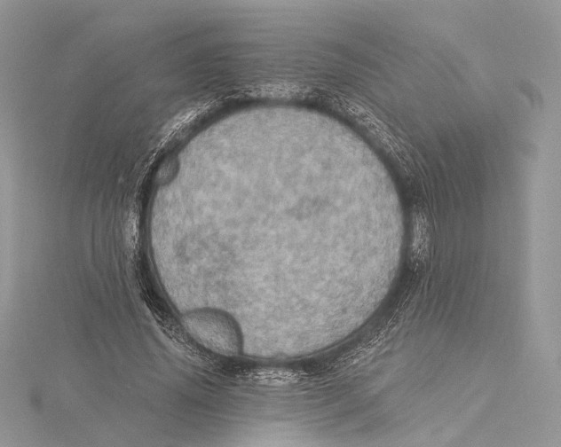 X0000115450636200912021006