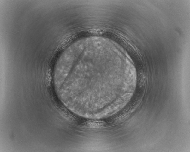 X0000115450707200912021006