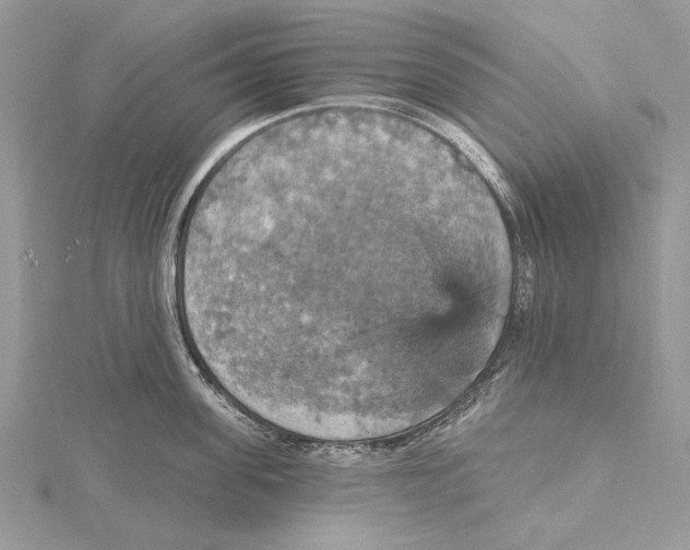 X0000115450955200912021003