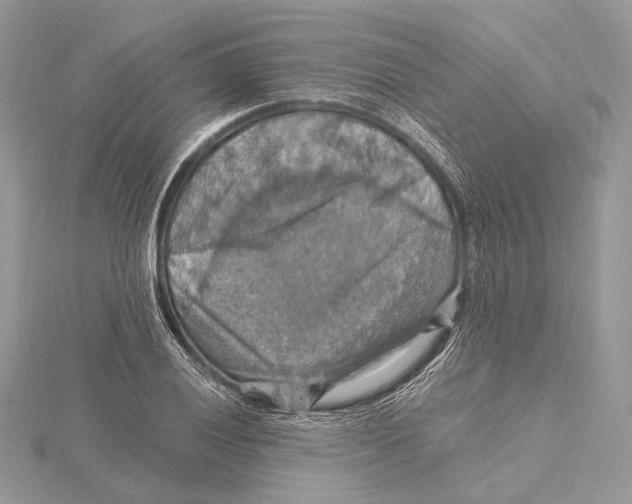 X0000115451028200912021001