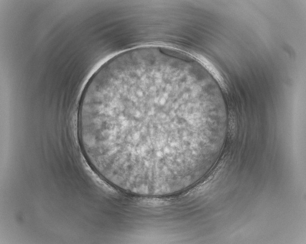 X0000115451100200912021000