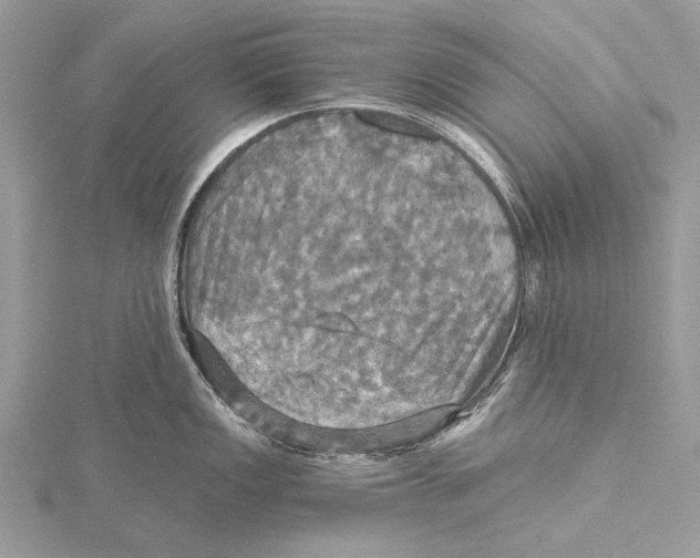 X0000115451149200912021000