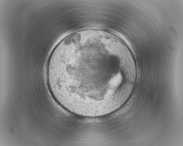 X0000115451243200912020959