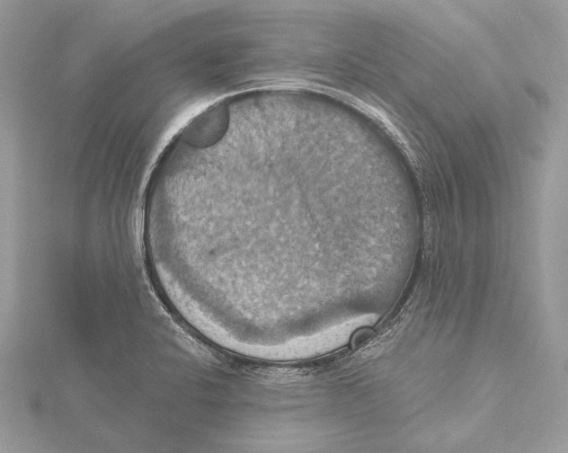 X0000115451424200912020956