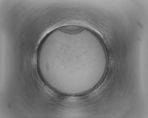 X0000115451506200912020955