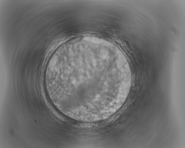 X0000115450049200912161522