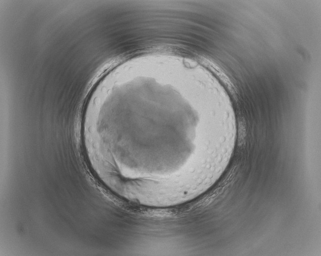 X0000115450994200912161510