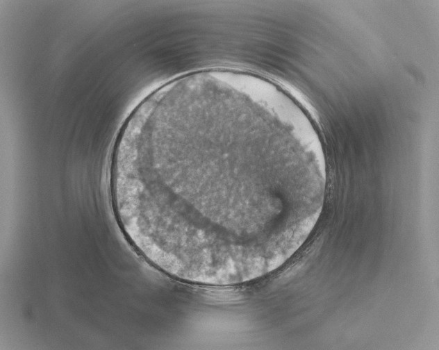 X0000115451007200912161510