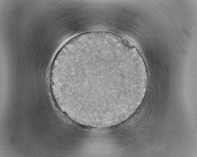 X0000115451008200912161510