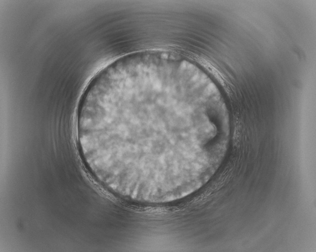 X0000115451080200912161509