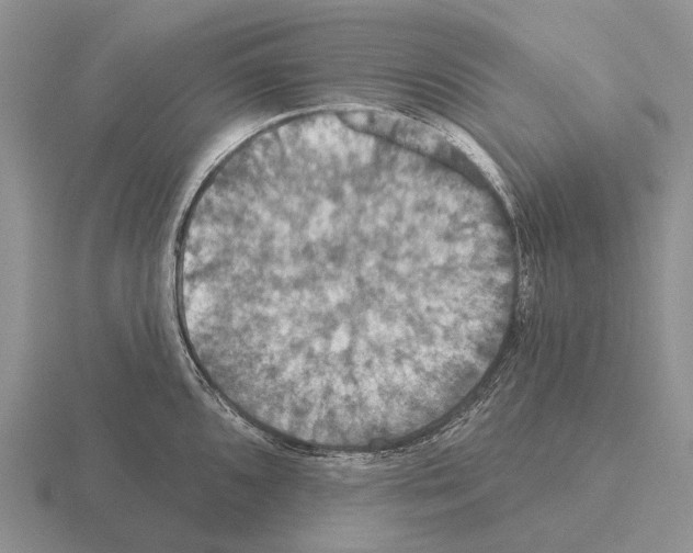 X0000115451096200912161509