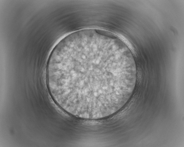 X0000115451100200912161509