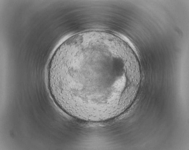 X0000115451243200912161508