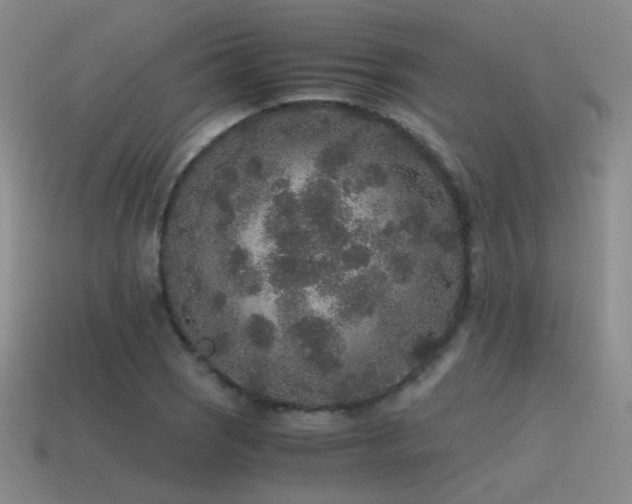 X0000115481121200911061212