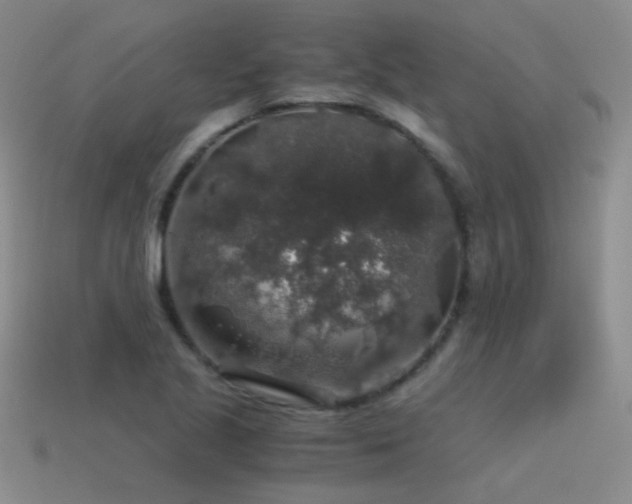 X0000115481221200911061211