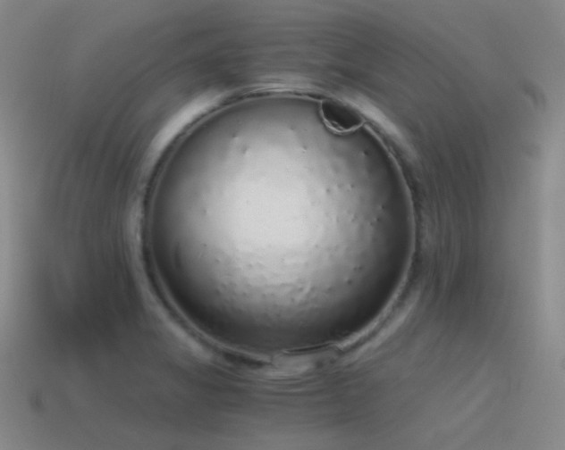 X0000115481325200911061210
