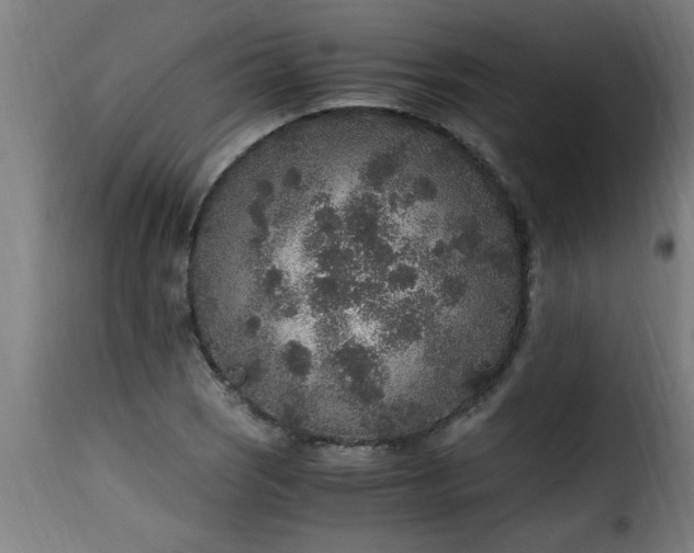 X0000115481121200911201833