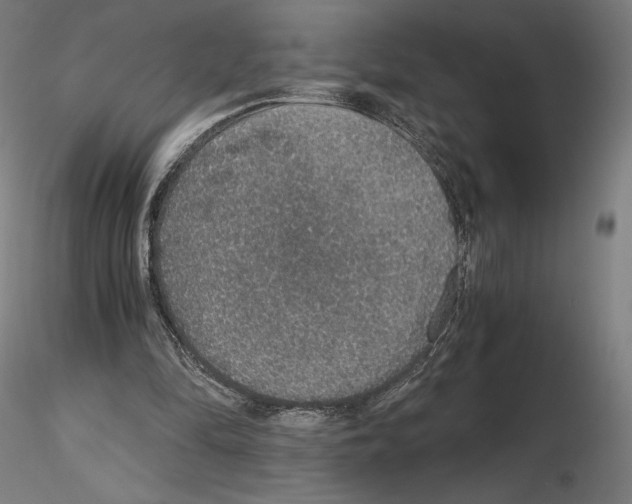 X0000115480294200912181215