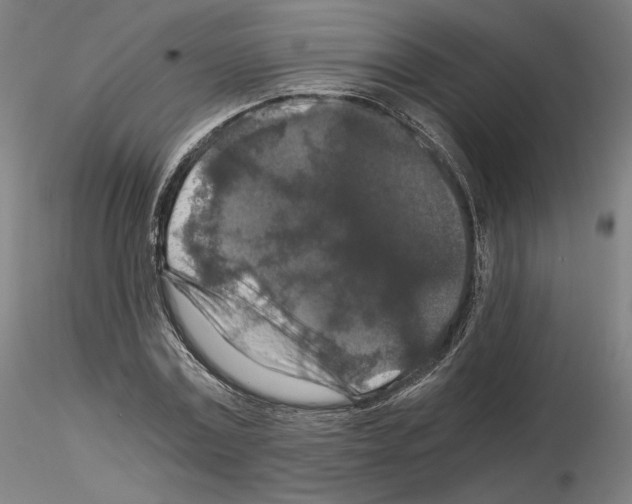 X0000115480779200912181208