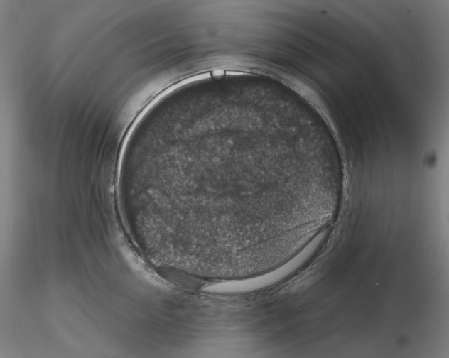 X0000115480954200912181206