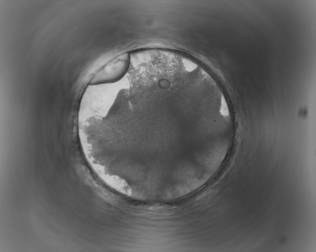 X0000115481367200912181159