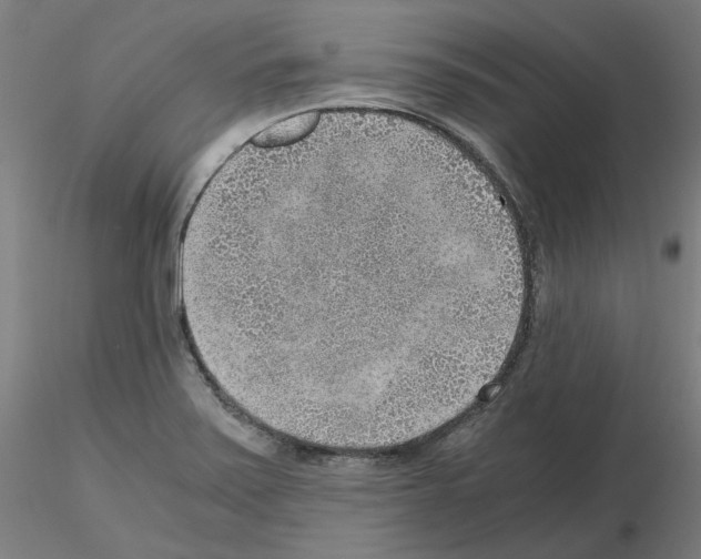 X0000115481371200912181159