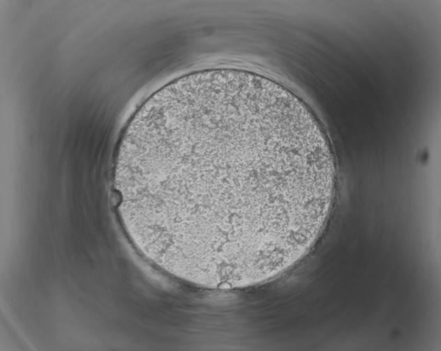 X0000115481525200912181157