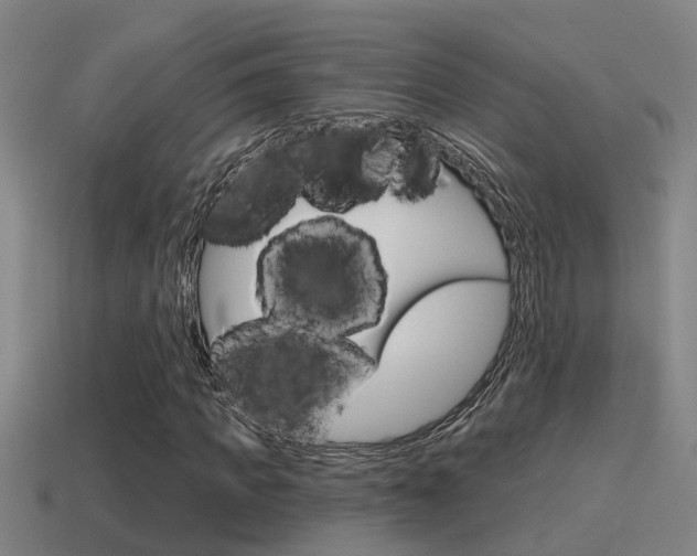 X0000115490917200911060958