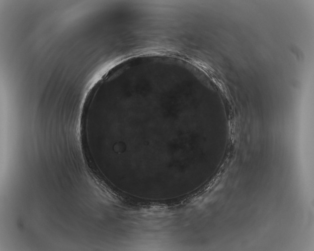 X0000115490196200911061314