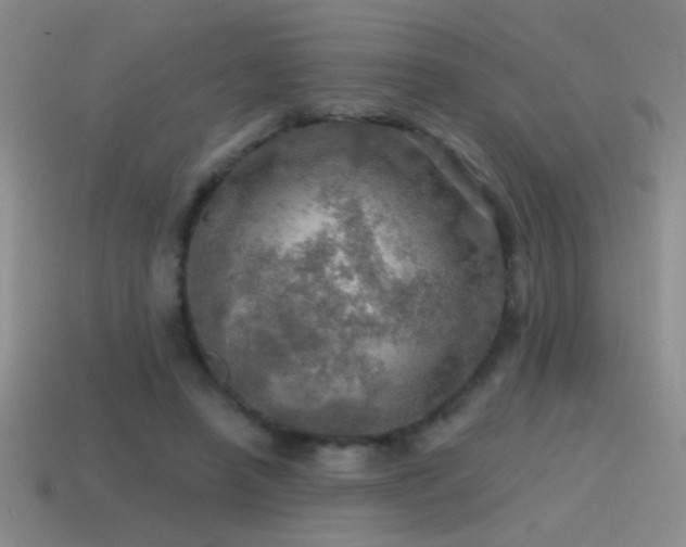 X0000115490450200911061310