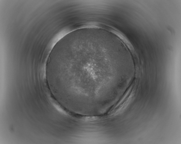 X0000115490858200911061305