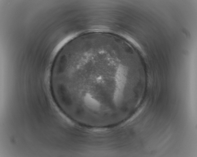 X0000115491325200911061259