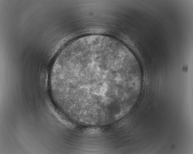 X0000115490110200912041024
