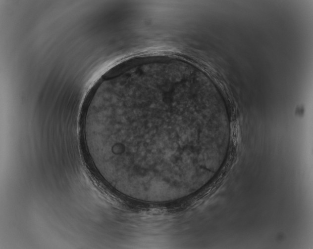 X0000115490196200912041023