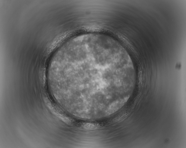 X0000115490494200912041019