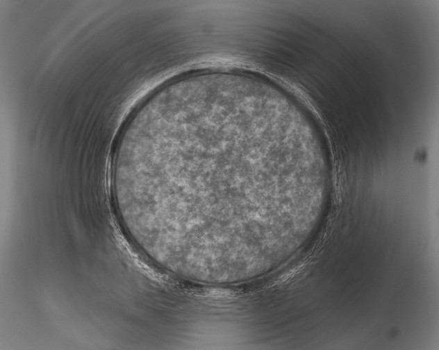 X0000115490839200912041013