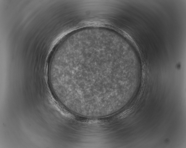 X0000115491035200912041011