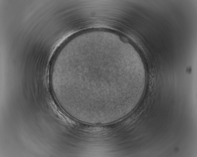 X0000115491076200912041010