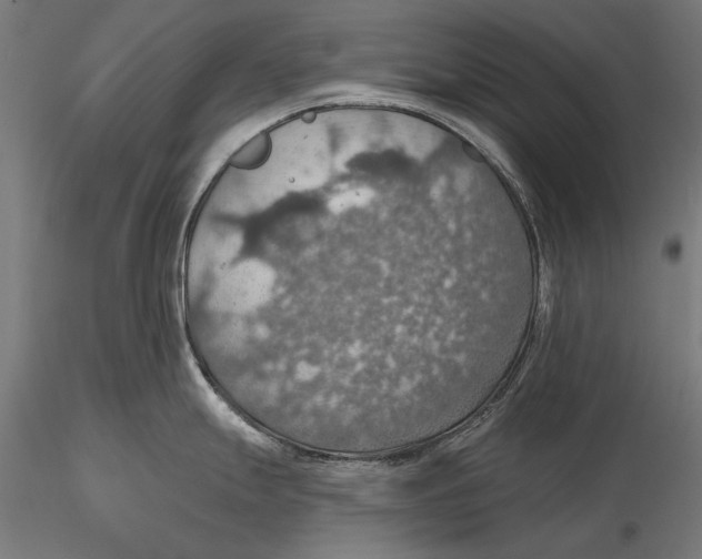 X0000115491247200912041008