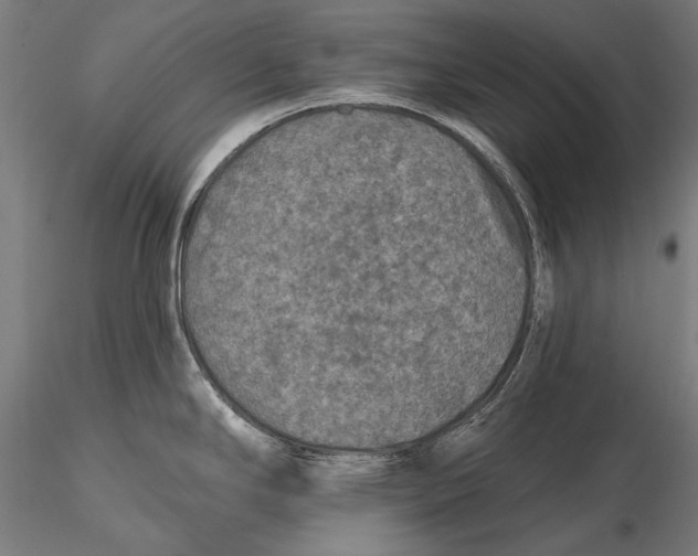 X0000115491294200912041007