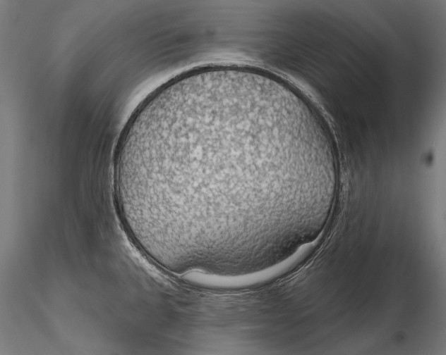 X0000115491335200912041007