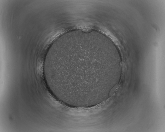 X0000115500009200911061336