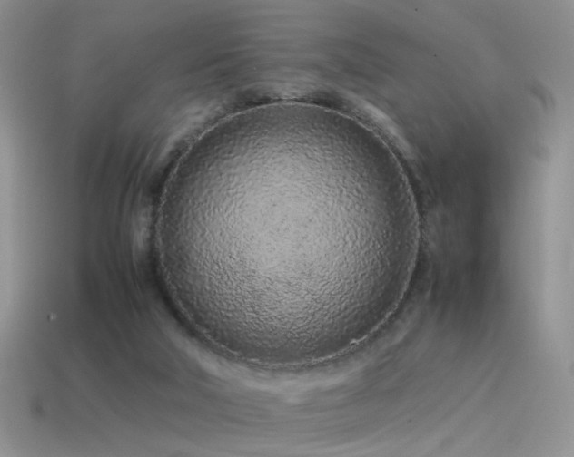 X0000115500018200911061336
