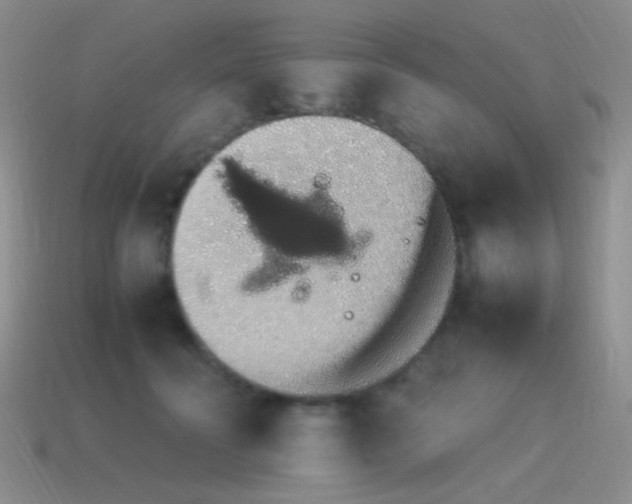 X0000115500606200911061329