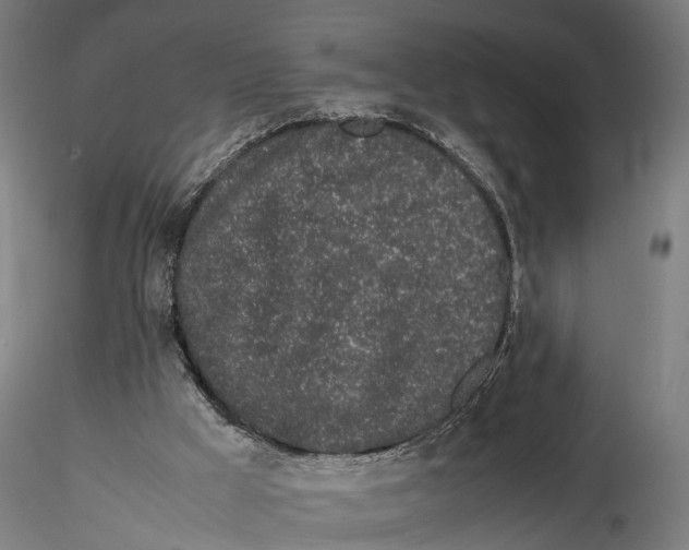 X0000115500009200912041048