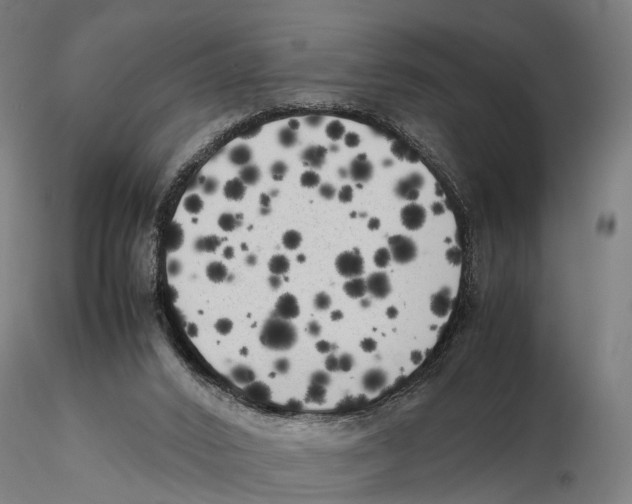 X0000115500016200912041048