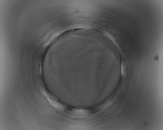 X0000115500205200912041045