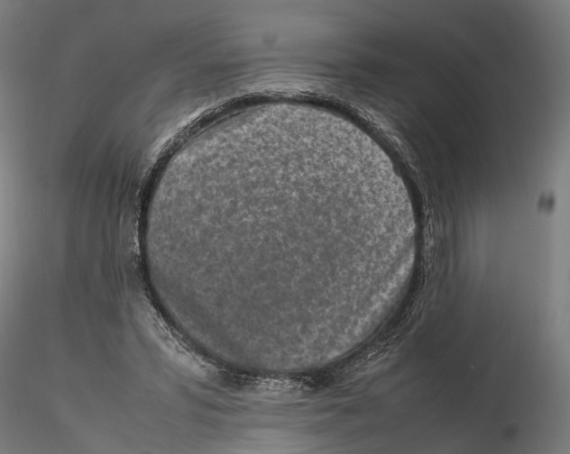 X0000115500399200912041043