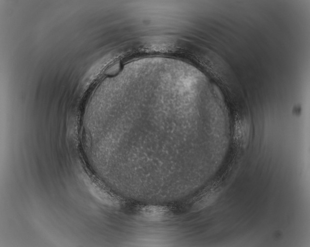 X0000115500444200912041042